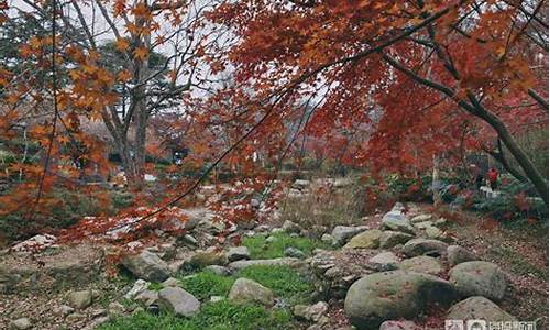 广州中山公园的枫林涧在哪里,广州中山公园